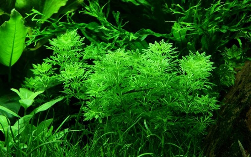 Limnophila Sessiliflora - Potte