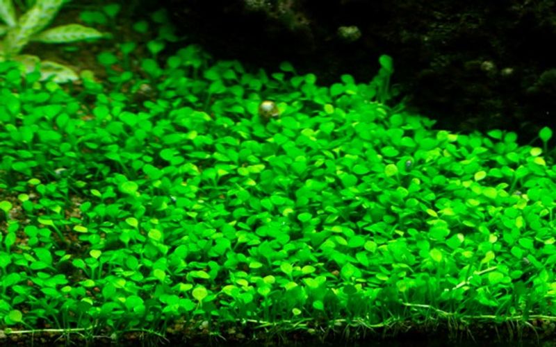 Marsilea Crenata - 1-2 Grow!