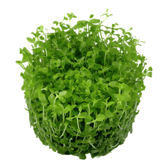 Hovedbilde Micranthemum Monte Carlo - 1-2 Grow!