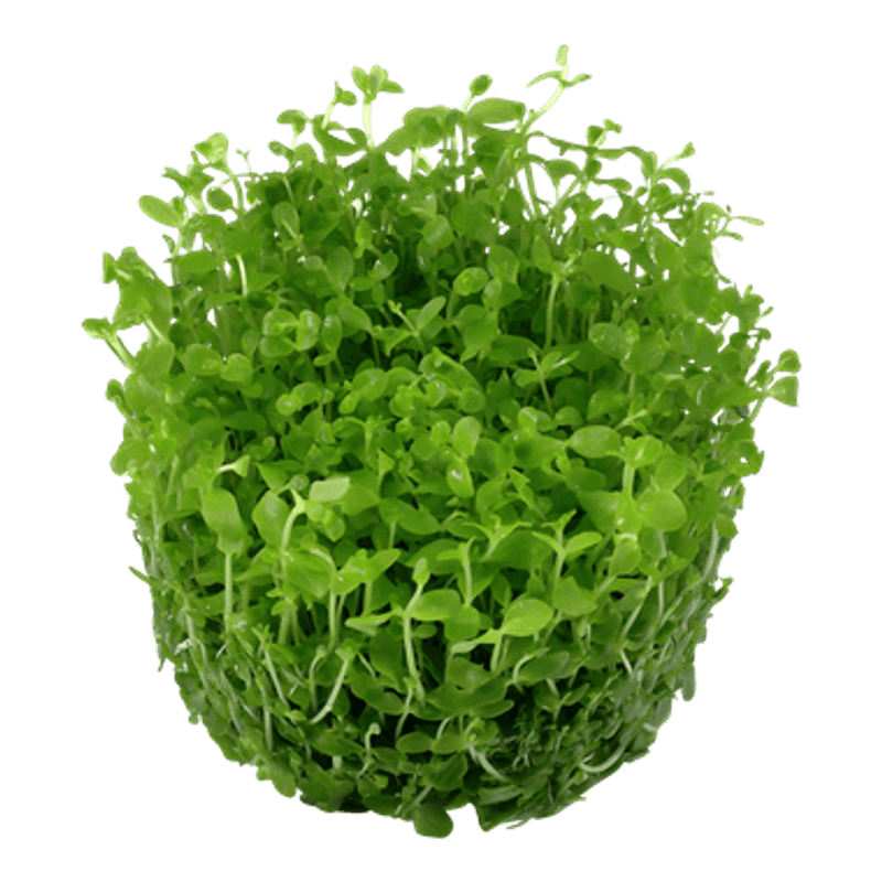 Micranthemum Monte Carlo - 1-2 Grow!