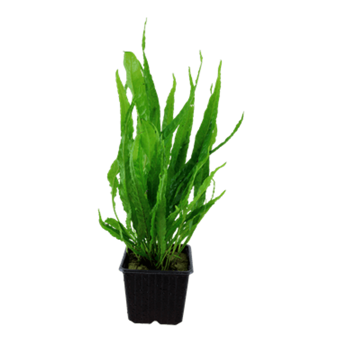 Hovedbilde Microsorum Pteropus  Akvarieplante