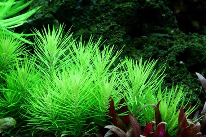 Hovedbilde Pogostemon deccanensis - 1-2 Grow!