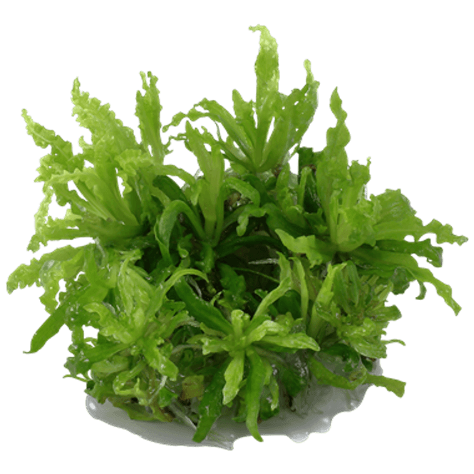 Hovedbilde Pogostemon Helferi - 1-2 Grow!