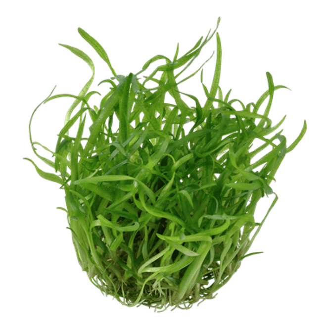 Hovedbilde Sagittaria Subulata - 1-2 Grow!