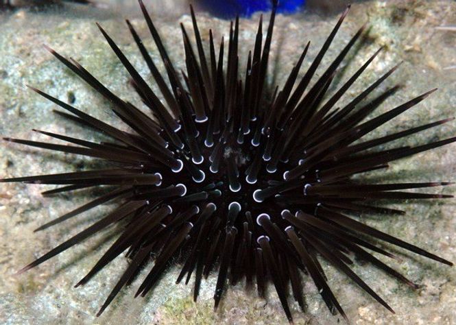 Hovedbilde Echinometra sp Urcin 