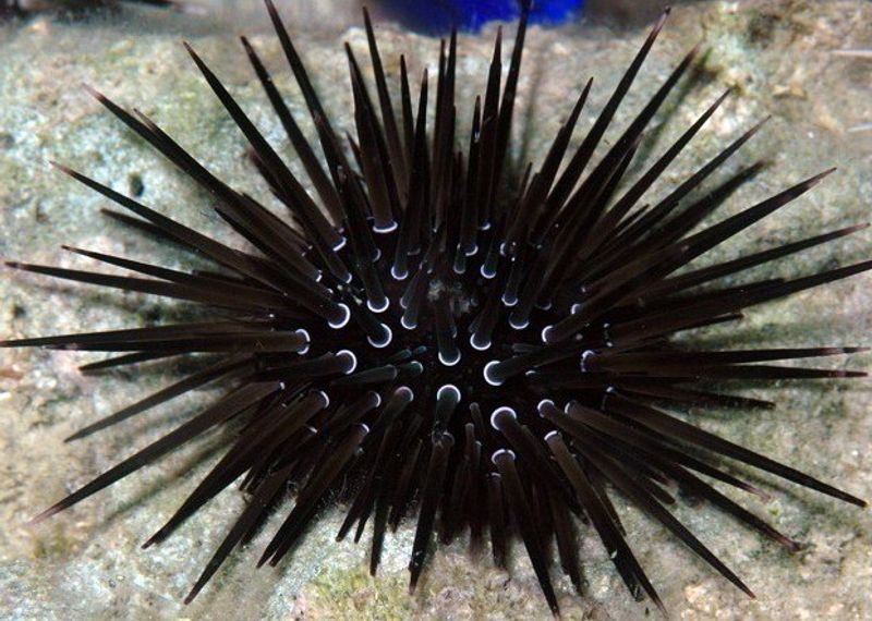 Echinometra sp Urcin 