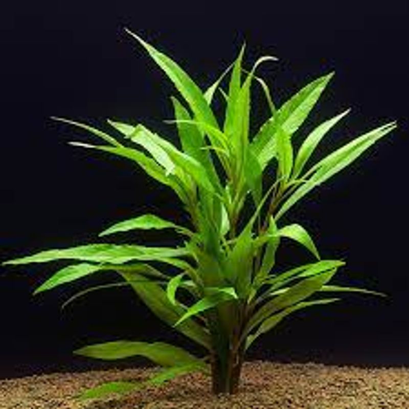 Hygrophila salicifolia 