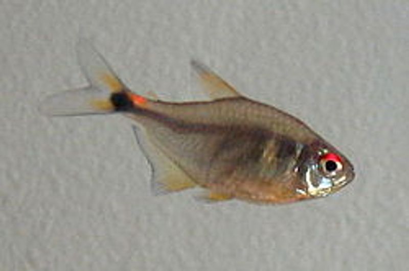 Lykte Tetra 