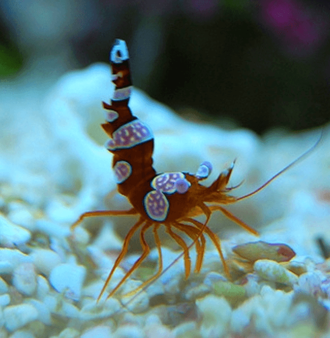 Hovedbilde Thor amboinensis Sexy Shrimp
