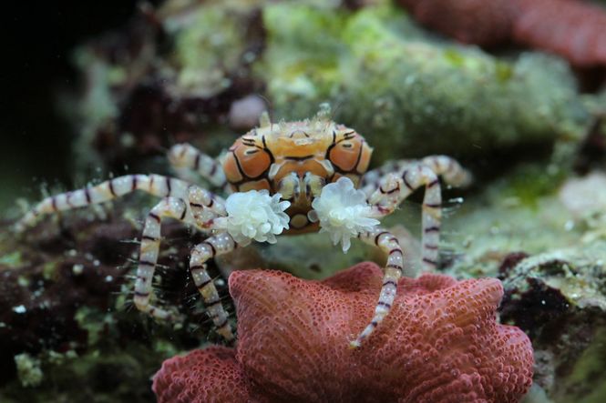 Hovedbilde Lybia tesselata / Pom pom krabbe 