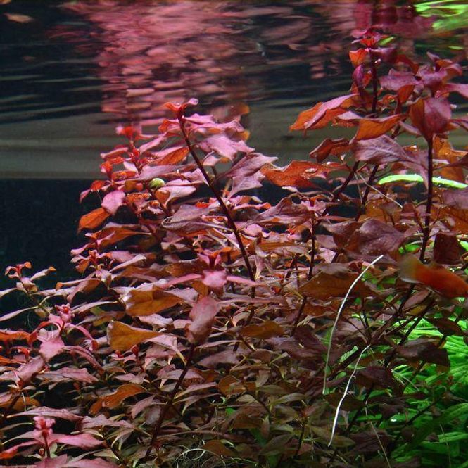 Hovedbilde Ludwigia Super Red Akvarieplante
