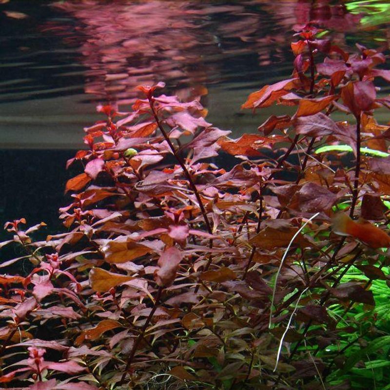 Ludwigia Super Red Akvarieplante