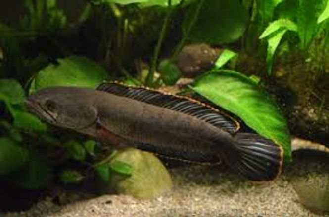 Hovedbilde Channa harcourtbutleri 12-14cm