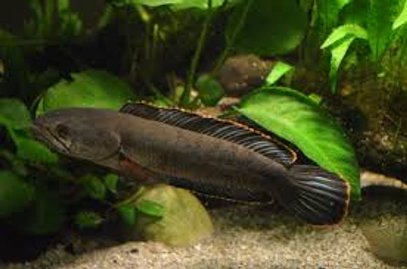 Channa harcourtbutleri 12-14cm