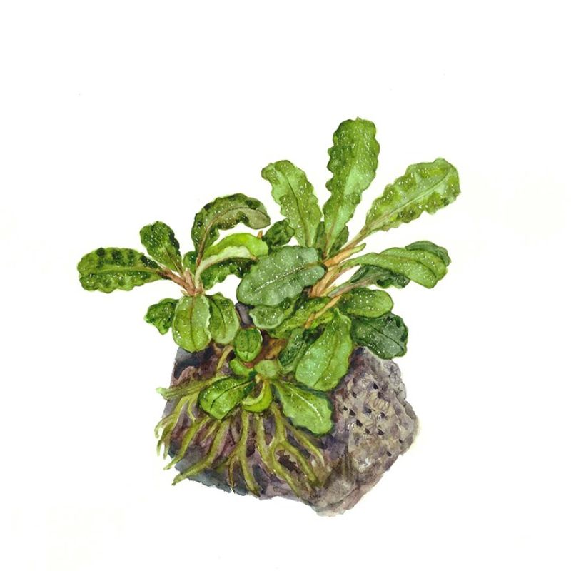 Bucephalandra pygmaea 'Bukit Kelam' potte