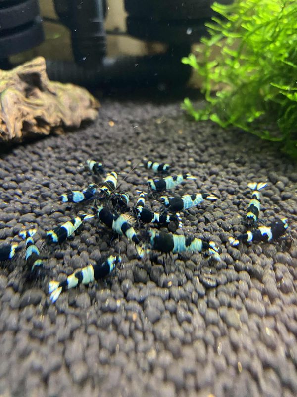 Caridina Panda Shadow 