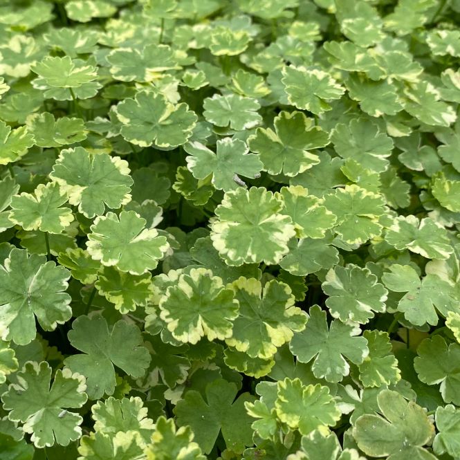 Hovedbilde Hydrocotyle sibthorpioides 