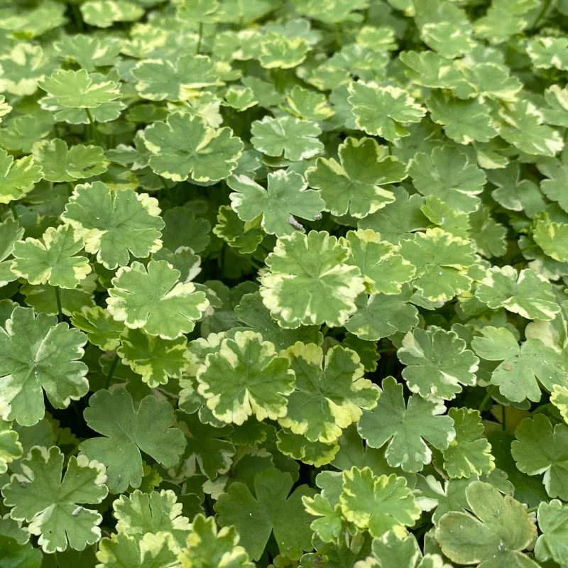 Hydrocotyle sibthorpioides 