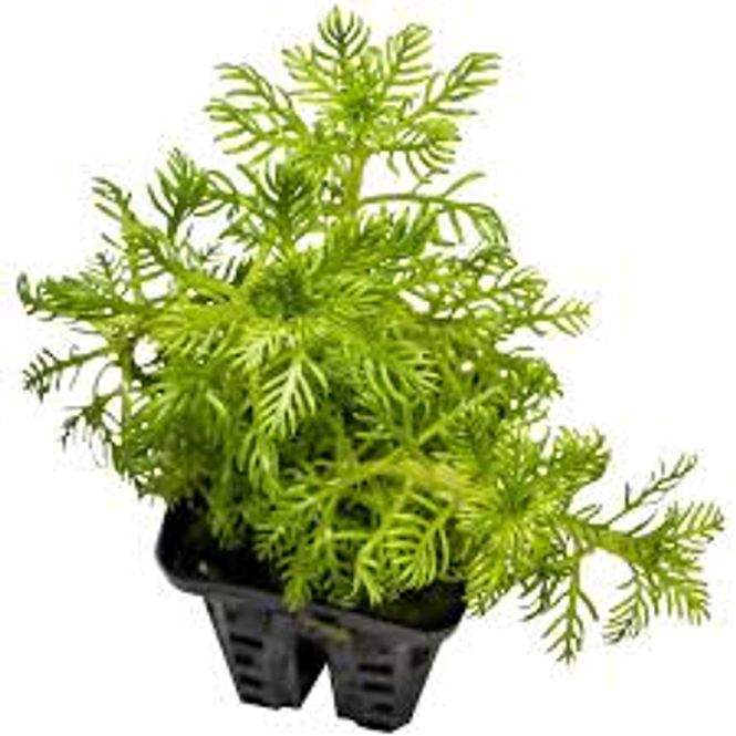Hovedbilde Hottonia inflata - Potte