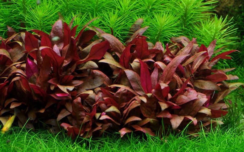 Alternanthera reineckii 'Mini' 1-2 Grow