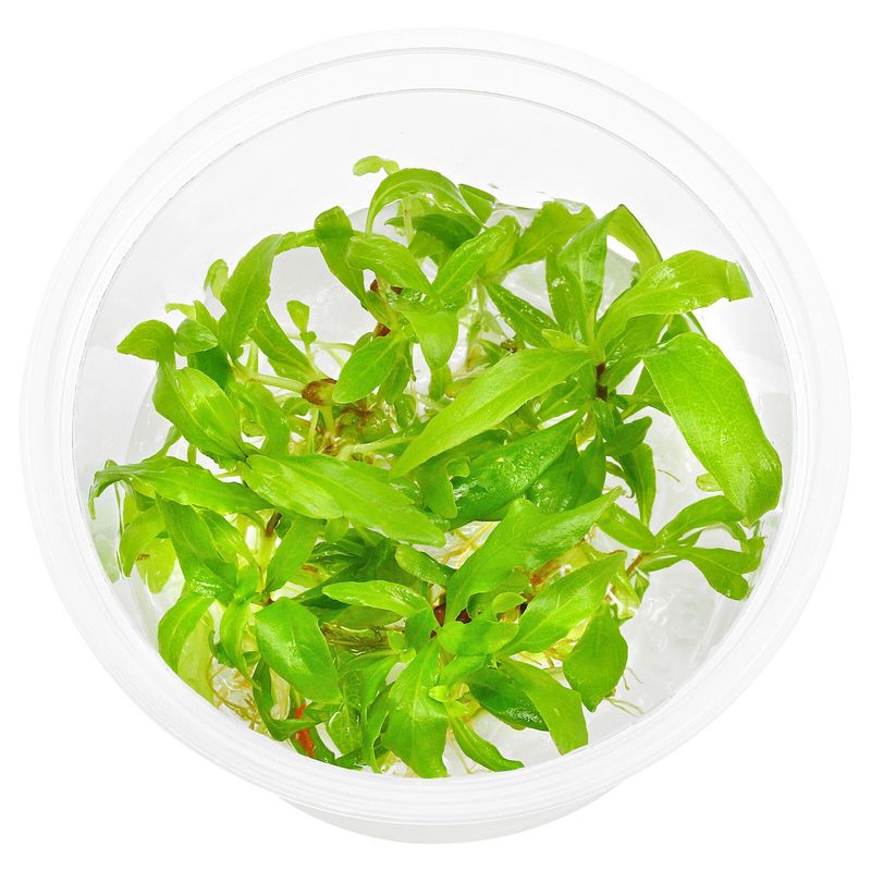 Hygrophila sp Thailand Invitro