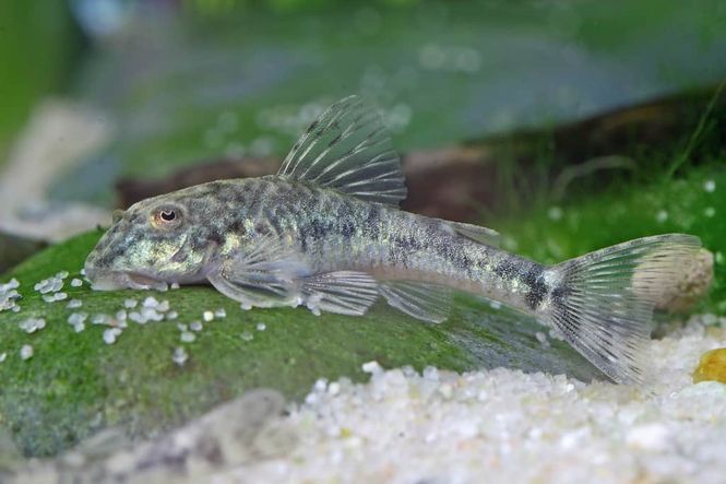 Hovedbilde LDA-25 Parotocinclus jumbo Pitbull Pleco
