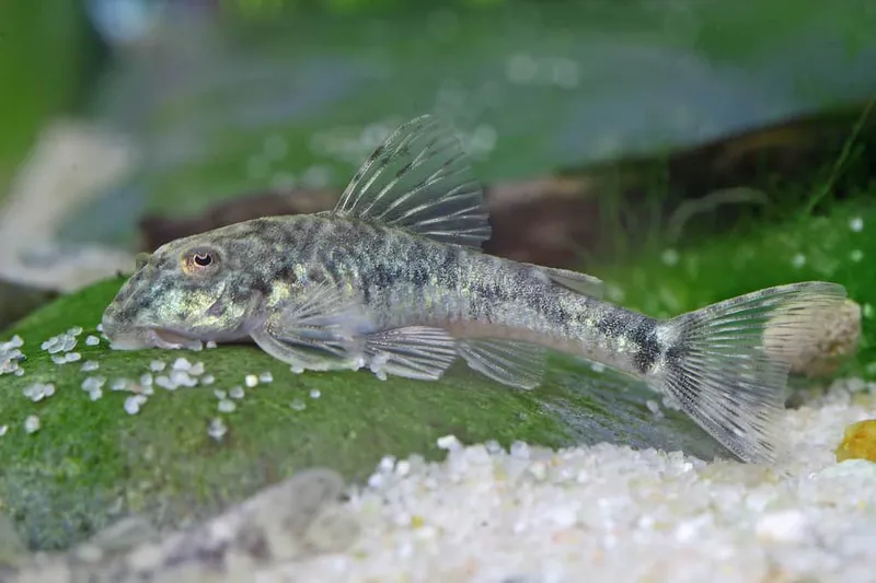 LDA-25 Parotocinclus jumbo Pitbull Pleco