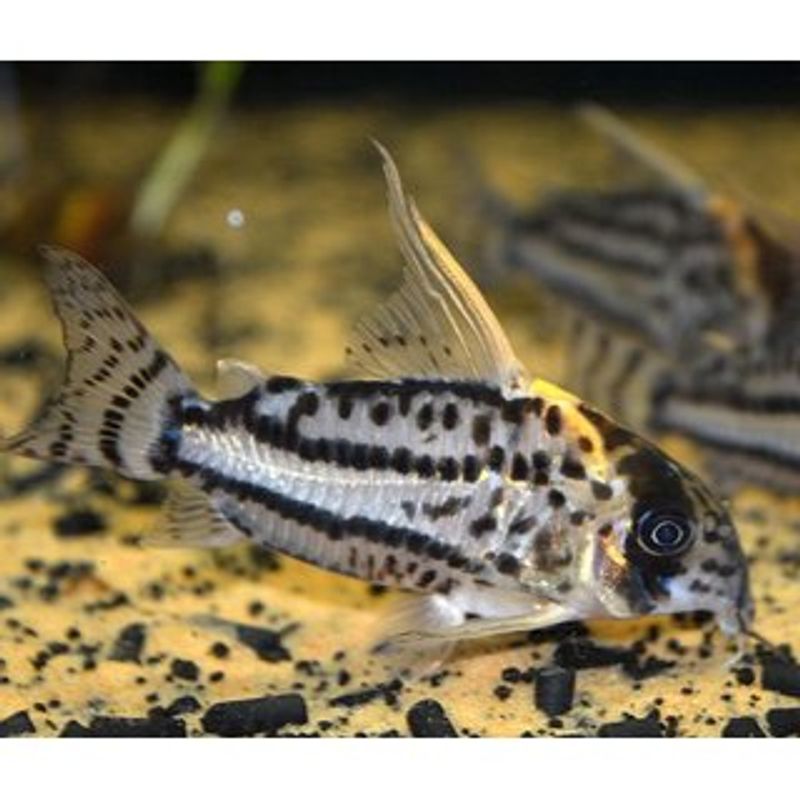 Corydoras super schwartzi cw28 XXL