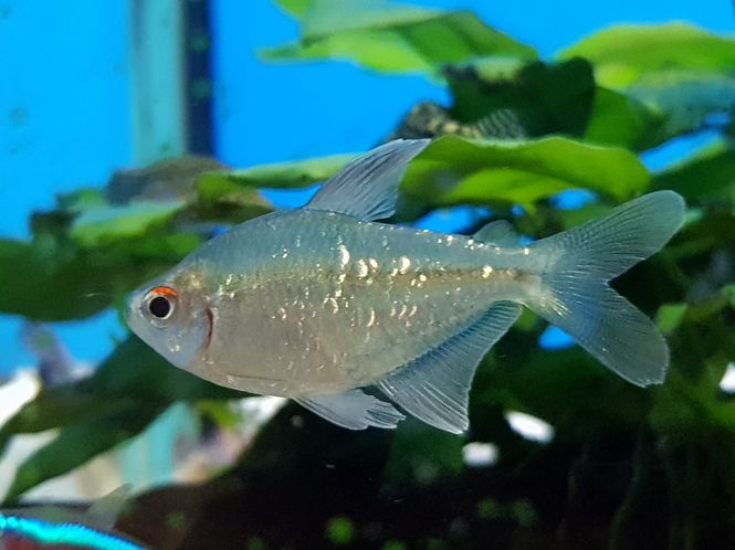Hovedbilde Diamant Tetra VF