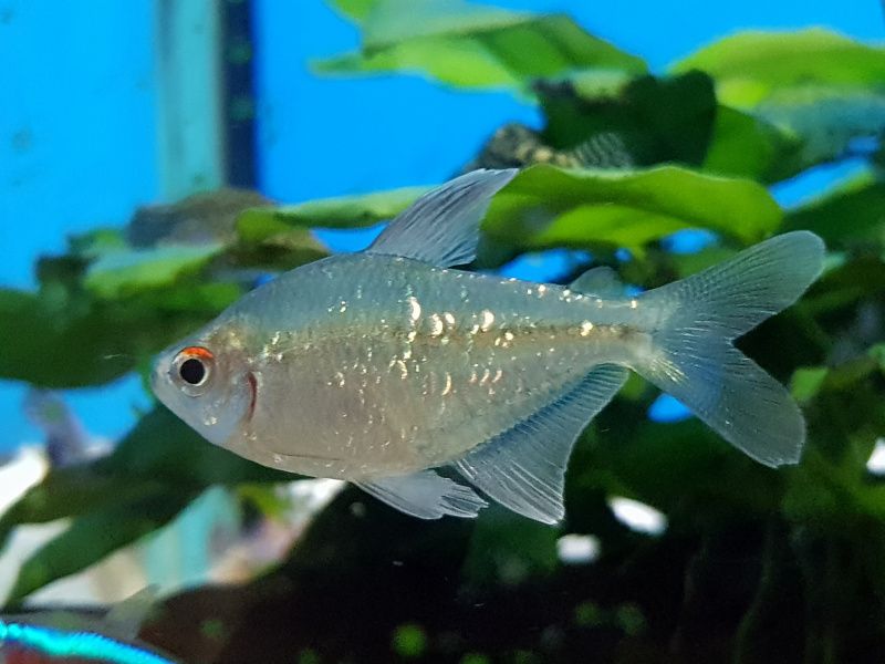 Diamant Tetra VF