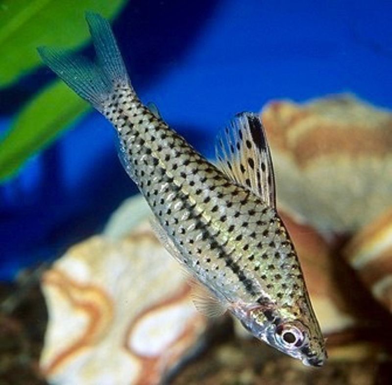 Flekket bunntitter / Chilodus punctatus VF