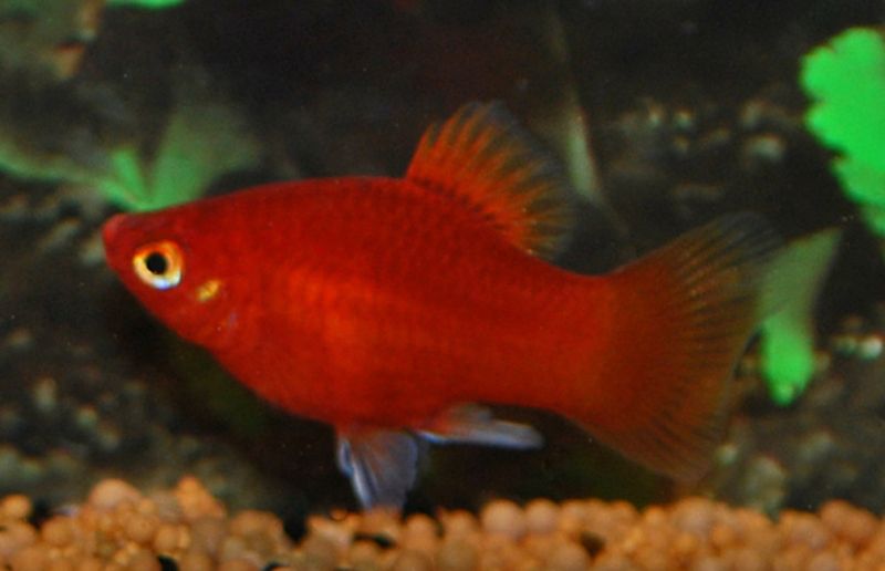 Platy Rød 