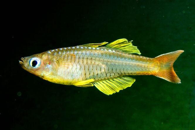 Hovedbilde Pseudomugil ivantsoffi