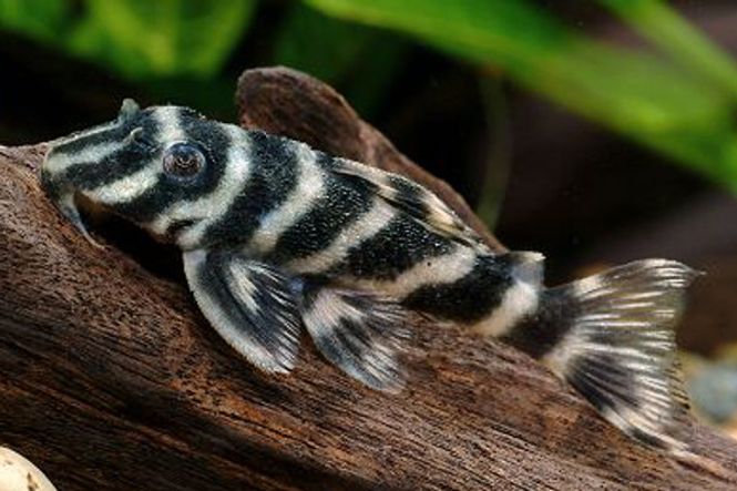Hovedbilde L270 Hypancistrus 5-6cm 