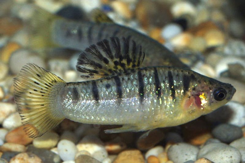 Tiger Limia 