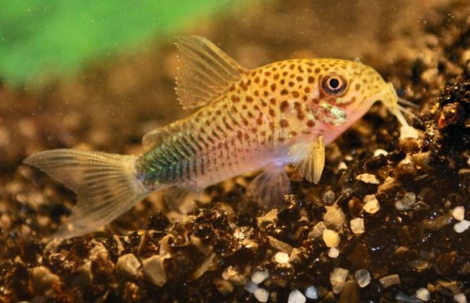 Hovedbilde Corydoras Similis 3,5-4cm F1