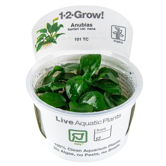 Hovedbilde Anubias barteri nana 1-2 Grow