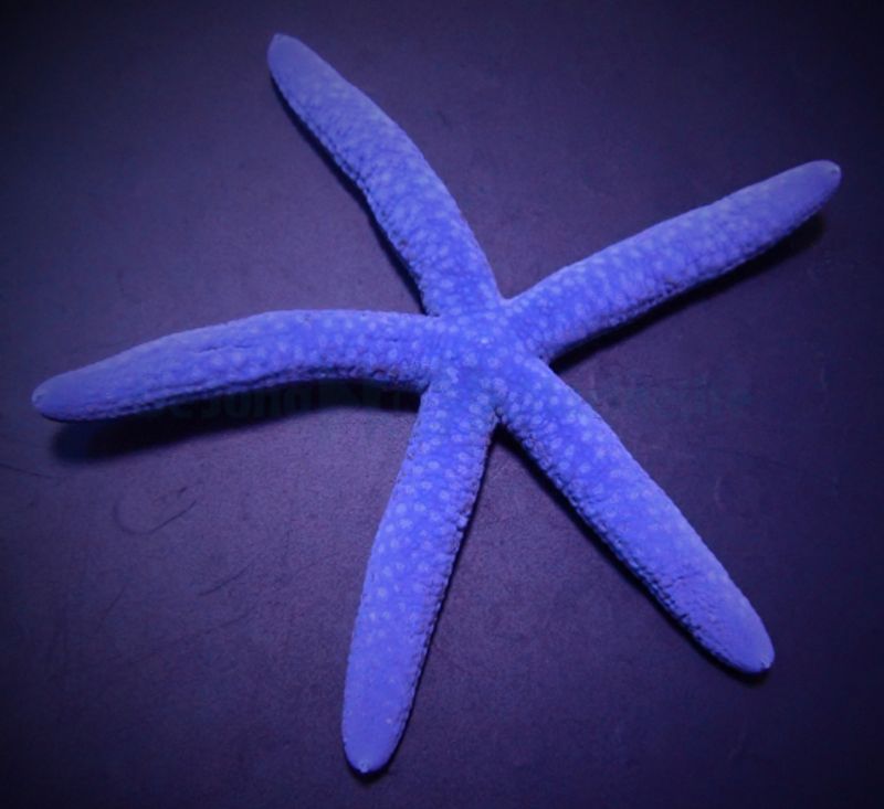 Linckia  laevigata blue