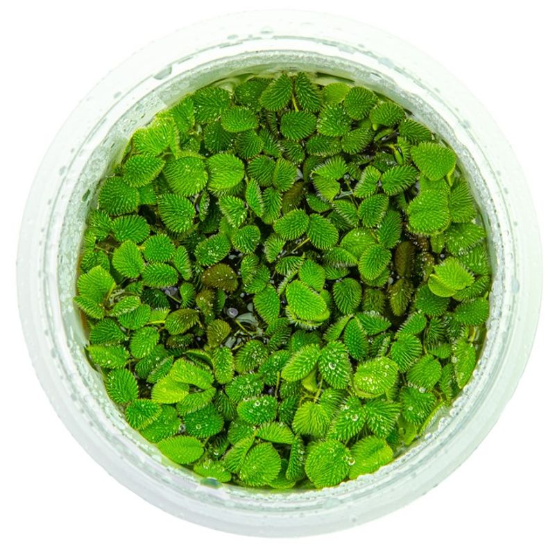 Salvinia auriculata - 1-2 Grow!