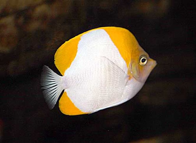 Hovedbilde Pyramide Butterfly / Hemitaurichthys Polylepis