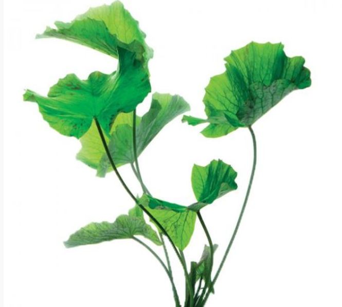 Hovedbilde Grønn Tiger Lotus (Nymphaea lotus) (knoll)