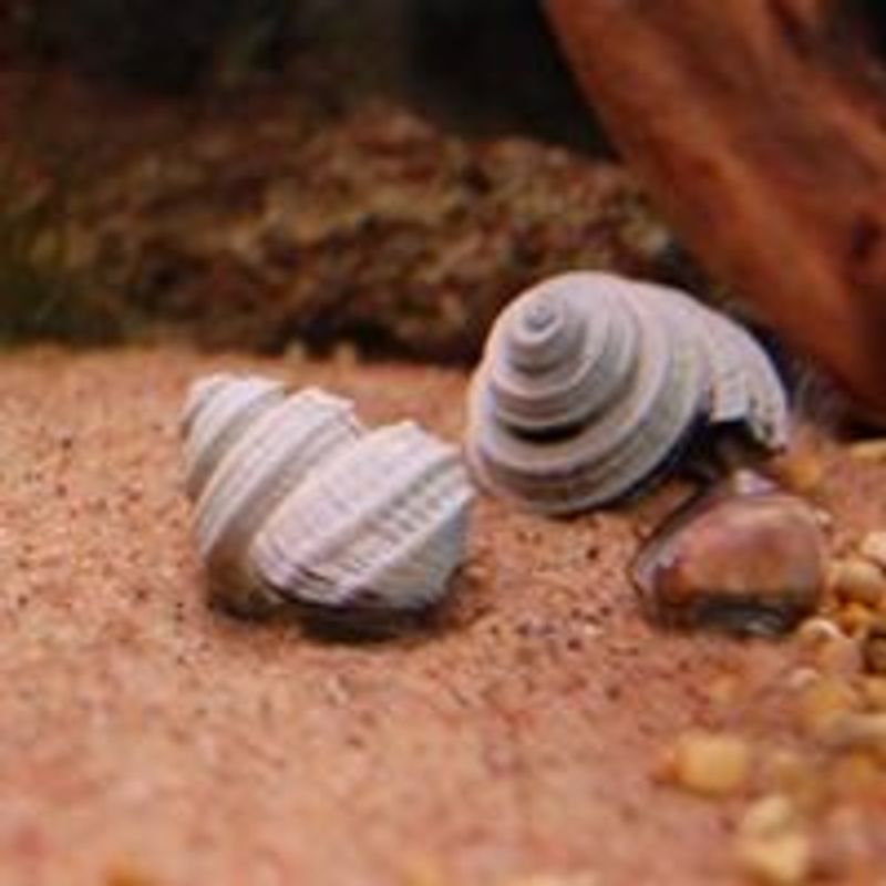 Blå Turbo Snegle 
