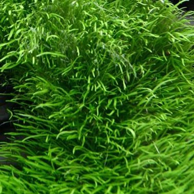 Hovedbilde Utricularia graminifolia  1-2 Grow!