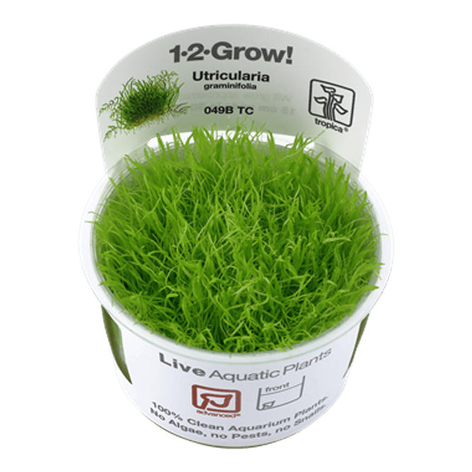 Hovedbilde Utricularia graminifolia  1-2 Grow!