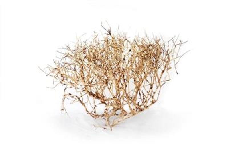 AQUASCAPING ROOT 25-35 CM.