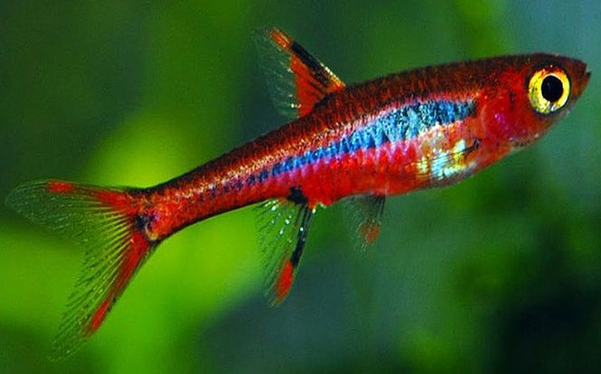 Hovedbilde Moskito rasbora