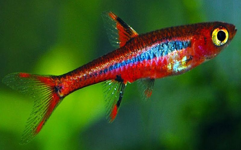 Moskito rasbora
