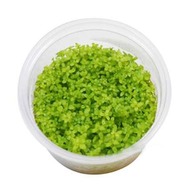 Hovedbilde Micranthemum micranthemoides epaqvitro