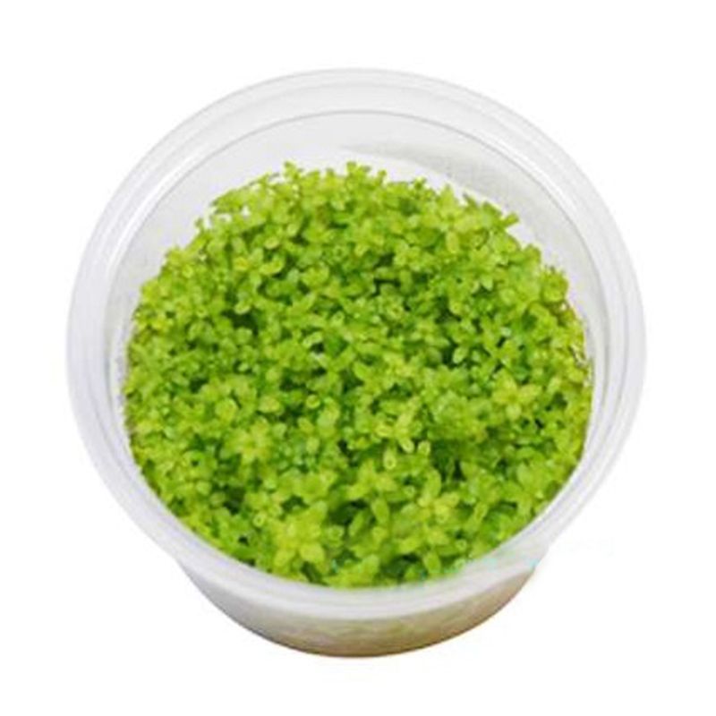 Micranthemum micranthemoides epaqvitro