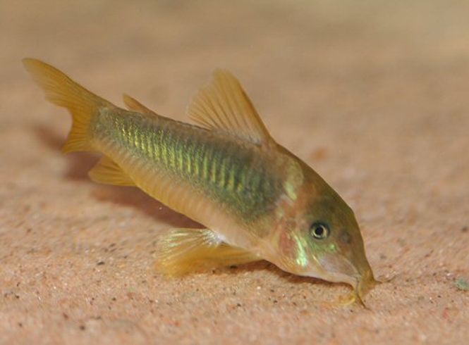 Hovedbilde Corydoras	melanotaenia 3,5-5cm